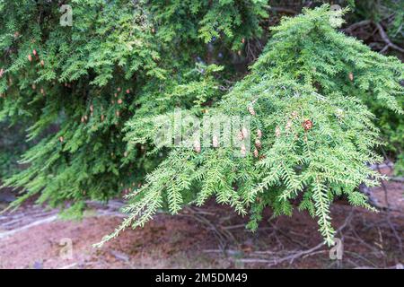 Tsuga heterophylla conifere o albero di hemlock occidentale closeup con coni pendenti Foto Stock