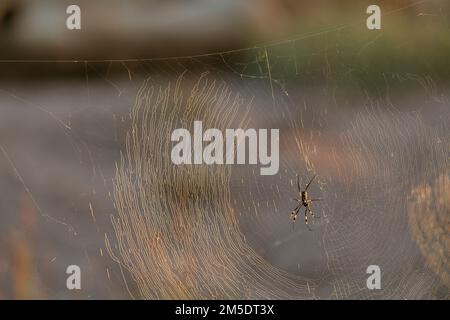 Spider in Web, Riserva Naturale privata di Timbavati, Parco Nazionale di Kruger, Sudafrica Foto Stock