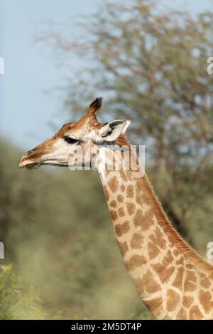 Giraffe, Marataba, Parco Nazionale di Marakele, Sudafrica Foto Stock