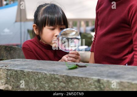 Due sorelle carine stanno esplorando e usando una lente d'ingrandimento per osservare le colonne di gatto selvatiche che si muovono sulle tavole. Ragazza asiatica cute che guarda e che impara approvvigionare Foto Stock