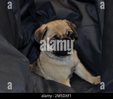 Piccolo cane Pug seduto in una sedia con Un look triste foto d'archivio Foto Stock