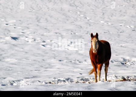 Un cavallo solistico in un campo nevoso Foto Stock