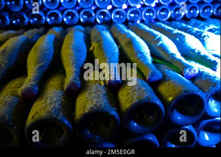 Vecchie bottiglie di vetro polverose in pile di bottiglie di champagne durante il processo di fermentazione tradizionale in grotte sotterranee, Francia Foto Stock