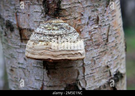 Zoccolo Fungo (Fomes fomentarius) su argento betulla, Holme Fen SSSI riserva naturale, Cambridgeshire, England, Regno Unito Foto Stock