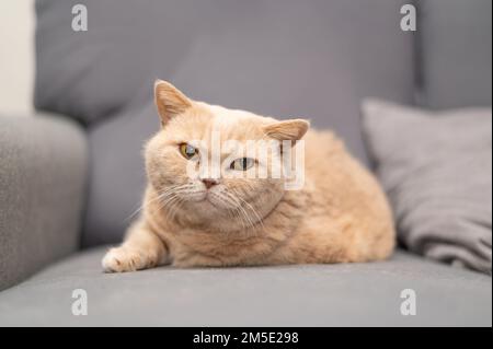 Il gatto britannico di shorthair di colore crema è sdraiato sul divano grigio. Simpatico relax degli animali domestici. Foto Stock