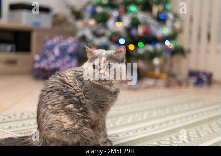 Gatto britannico è sdraiato di fronte all'albero di natale con luci accese. Foto Stock