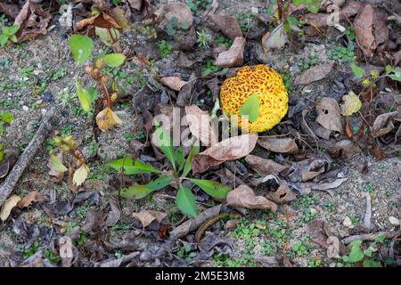 Frutto caduto di un albero d'arancio di Osage un frutto non modificabile al rifugio Rankin Bottoms Wildlife a Newport, Tennessee, USA Foto Stock