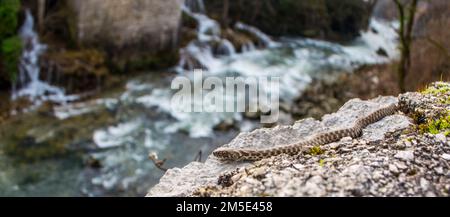 Dadi Snake sul fiume, Natrix Tessellata Foto Stock