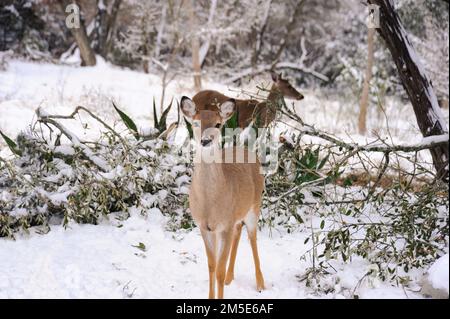 Due giovani cervi stanno cercando insieme cibo nella foresta che è coperta di neve. Foto Stock
