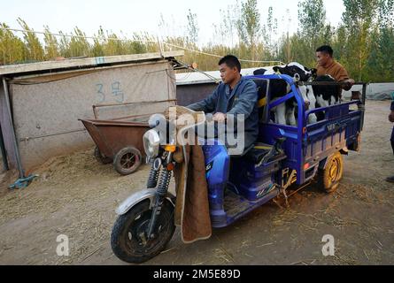(221228) -- XINGTAI, 28 dicembre 2022 (Xinhua) -- Cheng Pengfei (L) trasporta vitelli appena acquistati con un lavoratore nel villaggio di Shaliwang della contea di Xinhe, provincia di Hebei della Cina settentrionale, 19 ottobre 2022. Dopo la laurea nel 2010, Cheng Pengfei, laureato in zootecnia e medicina veterinaria all'università, divenne un tecnico e lavorò in un rangiato a Pechino. Nel 2019 tornò nella sua città natale, la Contea di Xinhe della Provincia di Heibei, per avviare un'attività. Attualmente, la sua azienda ha più di 700 capi di vitelli. Inoltre incoraggia ed aiuta gli altri abitanti del villaggio ad aumentare per aumentare i loro redditi dentro Foto Stock