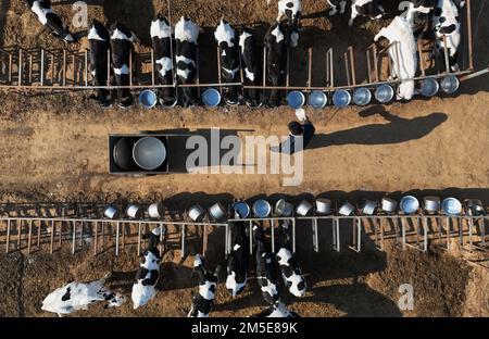 (221228) -- XINGTAI, 28 dicembre 2022 (Xinhua) -- questa foto aerea scattata il 28 dicembre 2022 mostra Cheng Pengfei che alimenta i vitelli in un capannone nel villaggio di Shaliwang della contea di Xinhe, provincia di Hebei della Cina settentrionale. Dopo la laurea nel 2010, Cheng Pengfei, laureato in zootecnia e medicina veterinaria all'università, divenne un tecnico e lavorò in un rangiato a Pechino. Nel 2019 tornò nella sua città natale, la Contea di Xinhe della Provincia di Heibei, per avviare un'attività. Attualmente, la sua azienda ha più di 700 capi di vitelli. Inoltre incoraggia ed aiuta gli altri abitanti del villaggio ad aumentare loro Foto Stock