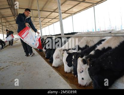 (221228) -- XINGTAI, 28 dicembre 2022 (Xinhua) -- Cheng Pengfei (R) alimenta i vitelli con un lavoratore in un capannone nel villaggio di Shaliwang della contea di Xinhe, provincia di Hebei della Cina settentrionale, 28 dicembre 2022. Dopo la laurea nel 2010, Cheng Pengfei, laureato in zootecnia e medicina veterinaria all'università, divenne un tecnico e lavorò in un rangiato a Pechino. Nel 2019 tornò nella sua città natale, la Contea di Xinhe della Provincia di Heibei, per avviare un'attività. Attualmente, la sua azienda ha più di 700 capi di vitelli. Inoltre incoraggia ed aiuta gli altri abitanti del villaggio ad aumentare per aumentare i loro redditi nel Foto Stock