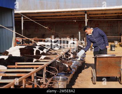 (221228) -- XINGTAI, 28 dicembre 2022 (Xinhua) -- Cheng Pengfei alimenta i vitelli in un capannone nel villaggio di Shaliwang della contea di Xinhe, provincia di Hebei della Cina settentrionale, 28 dicembre 2022. Dopo la laurea nel 2010, Cheng Pengfei, laureato in zootecnia e medicina veterinaria all'università, divenne un tecnico e lavorò in un rangiato a Pechino. Nel 2019 tornò nella sua città natale, la Contea di Xinhe della Provincia di Heibei, per avviare un'attività. Attualmente, la sua azienda ha più di 700 capi di vitelli. Inoltre incoraggia e aiuta gli altri abitanti del villaggio ad aumentare per aumentare i loro redditi nello stesso commercio. (Xinhu Foto Stock