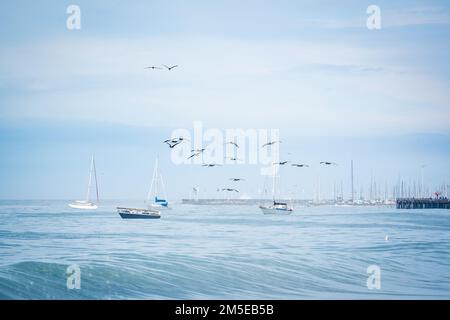 gabbiani e barche in mare Foto Stock