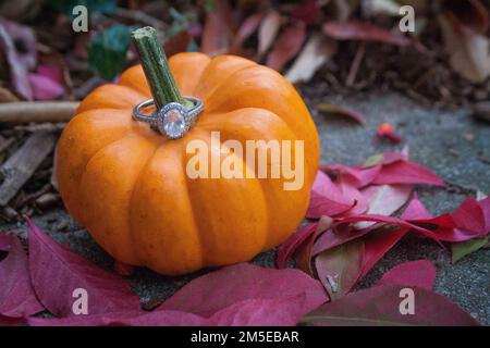 Anello di aggancio su una zucca in uno sparo autunnale Foto Stock