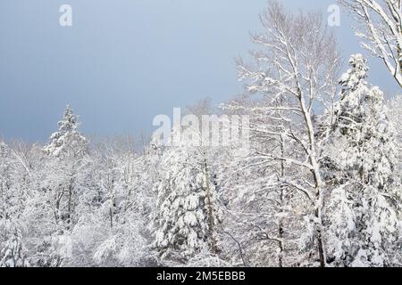 Alberi ricoperti di neve con un cielo blu a Chester, Massachusetts Foto Stock
