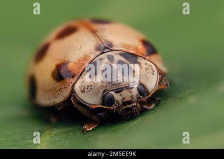 Vista frontale di Ladybird a 10 punti (Adalia decempunctata) Foto Stock