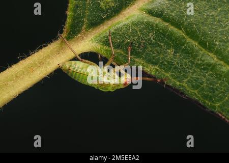 Pantilius tunicatus ninfa che striscia sulla foglia di ontano. Tipperary, Irlanda Foto Stock
