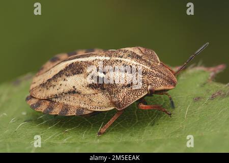 Tortoise Shieldbug (Eurygaster testudinaria) strisciando su foglia di pianta. Tipperary, Irlanda Foto Stock