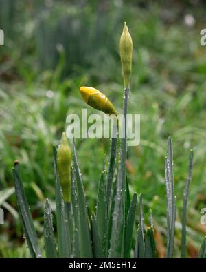 Daffodil buds shooting, soon to open. One of the first flowers to signal Spring in the UK. Foto Stock