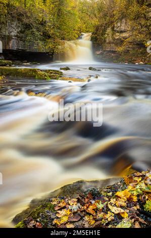 Wensleydale West Burton Falls o Cauldron Falls con colori autunnali Wensleydale Yorkshire Dales parco nazionale North Yorkshire Inghilterra Regno Unito GB Europa Foto Stock