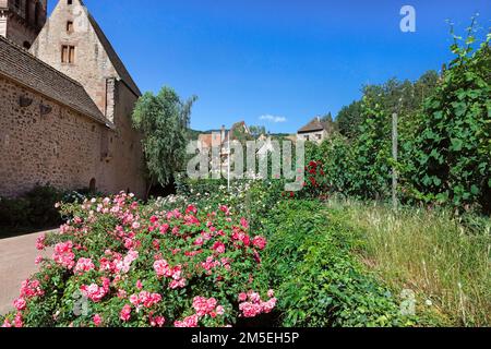 Splendidi fiori colorati sullo sfondo delle pareti di Kaysersberg Foto Stock