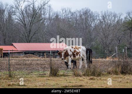 Una grande mucca con corna in piedi alla recinzione guardando con un'altra mucca accanto in un campo di fattoria vista primo piano in inverno Foto Stock