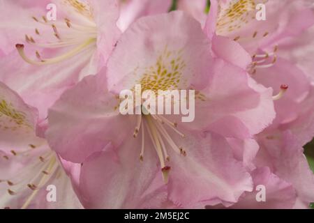primo piano di una bella rosa lilly Foto Stock