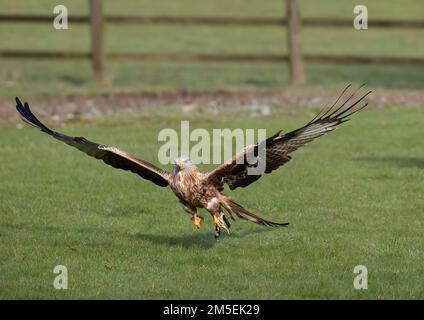 Uno spettacolare aquilone rosso ( Milvus milvus ) in azione . Afferrare un po' di cibo in un talon . Decollo , ali tese .Suffolk, Regno Unito. Foto Stock