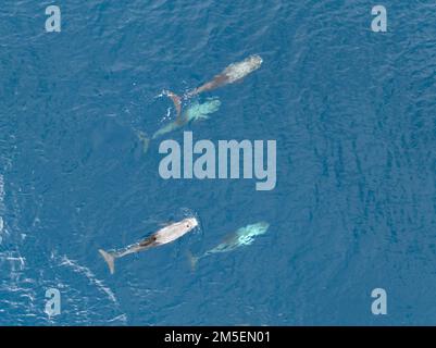 Un cialda di delfini del Risso, Grampus griseus, nuota nell'Oceano Pacifico meridionale vicino alle Isole Salomone. Gli adulti tendono ad essere fortemente cicatrizzati. Foto Stock