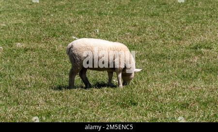 Carino agnello pascolo su un prato verde in primavera. Foto Stock