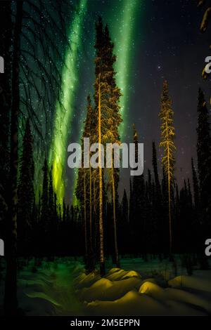 Uno scatto verticale di alberi sempreverdi alti e il fenomeno dell'aurora di notte in Norvegia Foto Stock