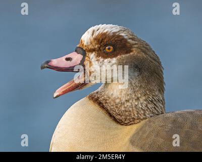 Primo piano di Goose egiziane maschio (Alopochen aegyptiaca) chiamata, Cambridgeshire, Inghilterra Foto Stock