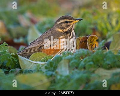 Redwing (Turdus iliacus) nutrirsi a terra in condizioni gelide, Cambridgeshire, Inghilterra Foto Stock