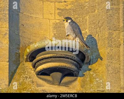 Falco peregrino femmina (Falco peregrinus) arroccato su zoccolo di pietra sulla Cattedrale di Ely, Cambridgeshire Foto Stock
