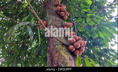 Primo piano come sapodilla frutta marrone nell'albero Foto Stock