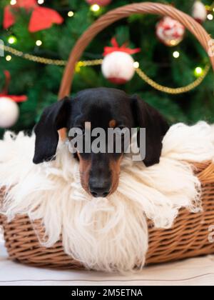 Ritratto piccolo cane dachshund nero e abbronzatura nel cesto su sfondo albero di natale Foto Stock