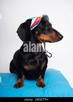 Cane nero e marrone scuro seduto con cappello estivo per il sole Foto Stock