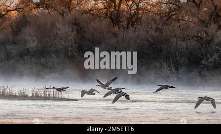 Una vista panoramica delle oche che volano sul Rio Grande ad Albuquerque, New Mexico Foto Stock