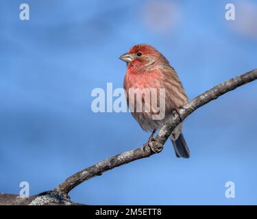 Uno scatto in primo piano di una pinca di Male House appollaiata su un ramo dell'albero contro un cielo blu chiaro Foto Stock