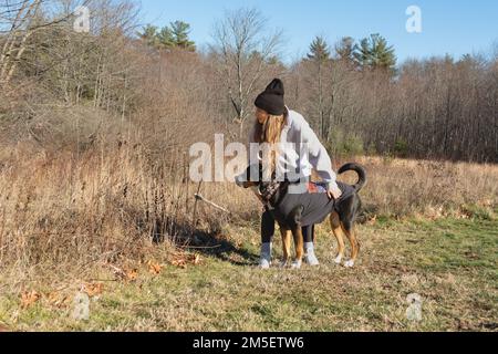 Ragazza con il suo cane di montagna svizzero che cammina fuori ai margini dei boschi nel New Hampshire USA Foto Stock