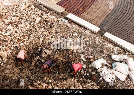 Il metodo di riciclaggio della pelle è chiamato serie gam. Grandi quantità di cuoio sono accumulate in su per alcuni giorni dopo che tutti sono lavati dalla macchina. Foto Stock