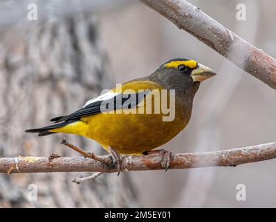 Una bella serata maschile Grosseak che mostra il suo brillante piumaggio giallo mentre si appollaiano in un giardino del Colorado. Foto Stock