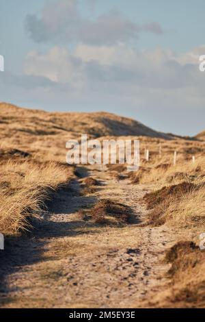 Bellissimo sentiero nel paesaggio delle dune sulla costa occidentale di Denmark. Foto di alta qualità Foto Stock