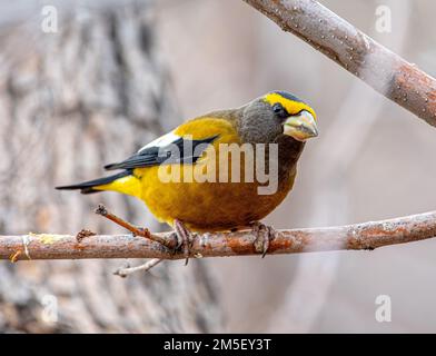 Una bella serata maschile Grosseak che mostra il suo brillante piumaggio giallo mentre si appollaiano in un giardino del Colorado. Foto Stock