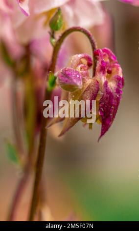 acquilegia rosa sotto la pioggia d'estate closeup Foto Stock