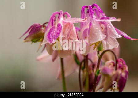 acquilegia rosa sotto la pioggia d'estate closeup Foto Stock