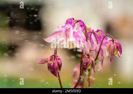 acquilegia rosa sotto la pioggia d'estate closeup Foto Stock