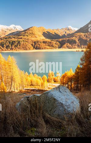 Alberi di larice con colori autum intorno al lago Sils, Svizzera con grande roccia in primo piano Foto Stock