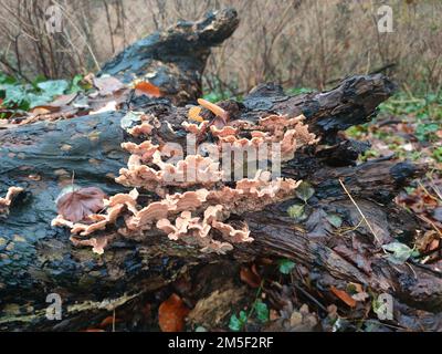 Funghi che crescono su un ceppo di albero deformato Foto Stock